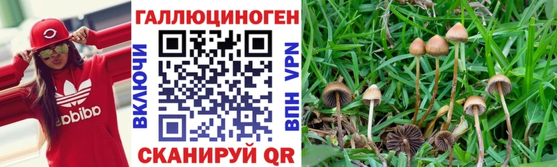 что такое   Белгород  Псилоцибиновые грибы GOLDEN TEACHER 